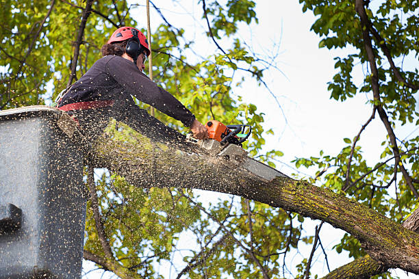 How Our Tree Care Process Works  in  Mount Vernon, TX