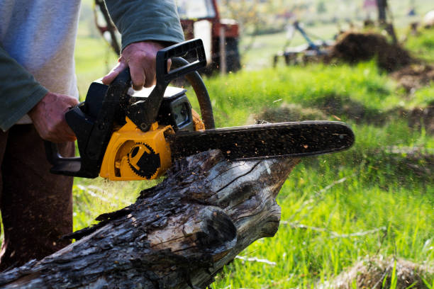 Best Stump Grinding and Removal  in Mount Vernon, TX