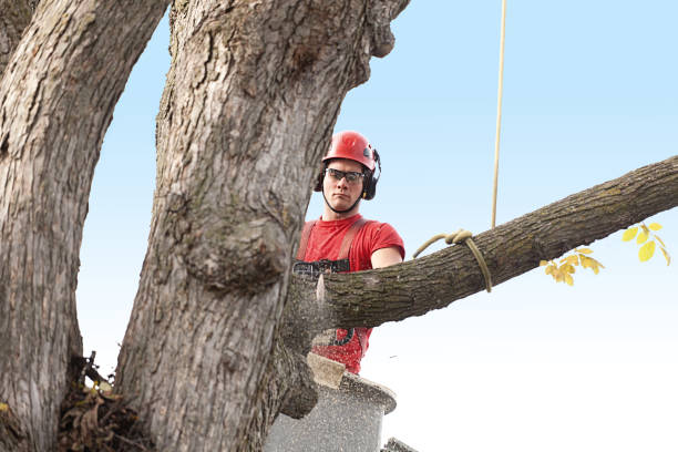  Mount Vernon, TX Tree Care Pros